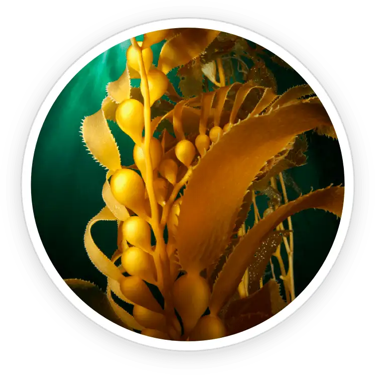 PotentStream ingredient Kelp Powder (leaf)