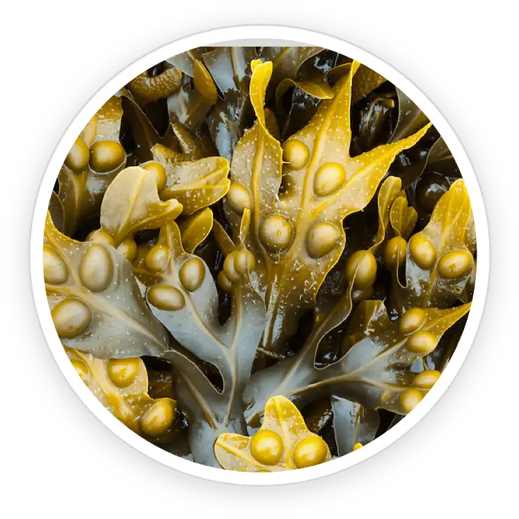 PotentStream ingredient Bladderwrack Powder