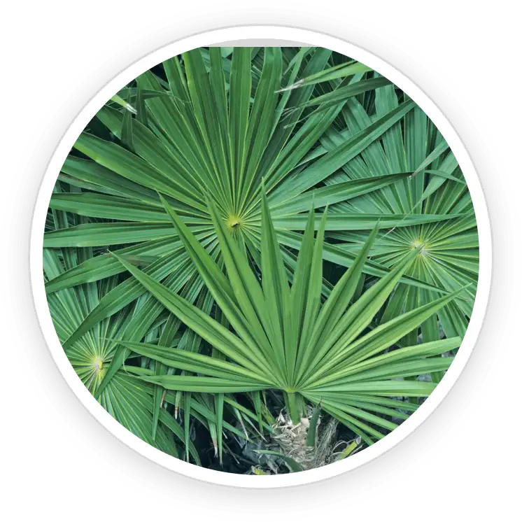PotentStream ingredient Saw Palmetto