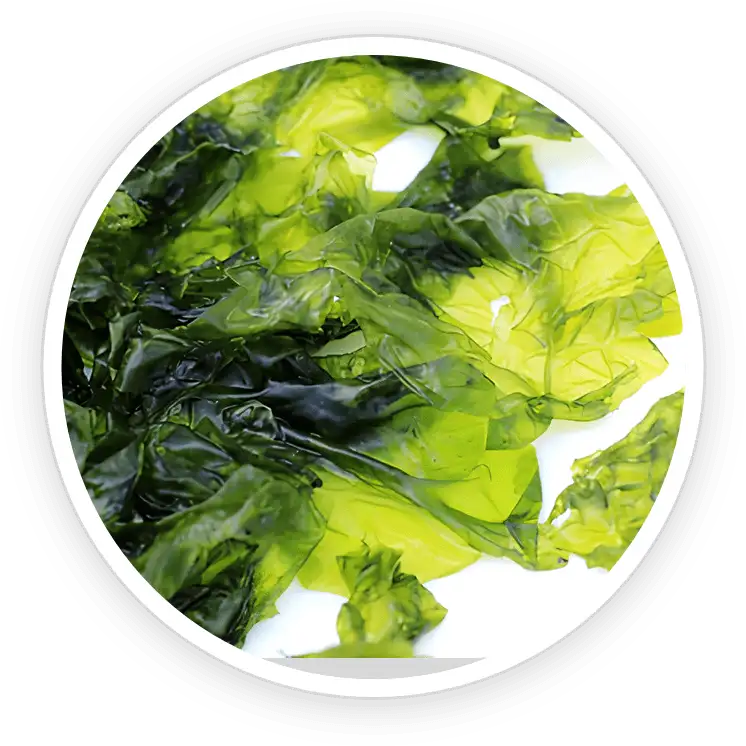 PotentStream ingredient Nori Yaki Extract Powder